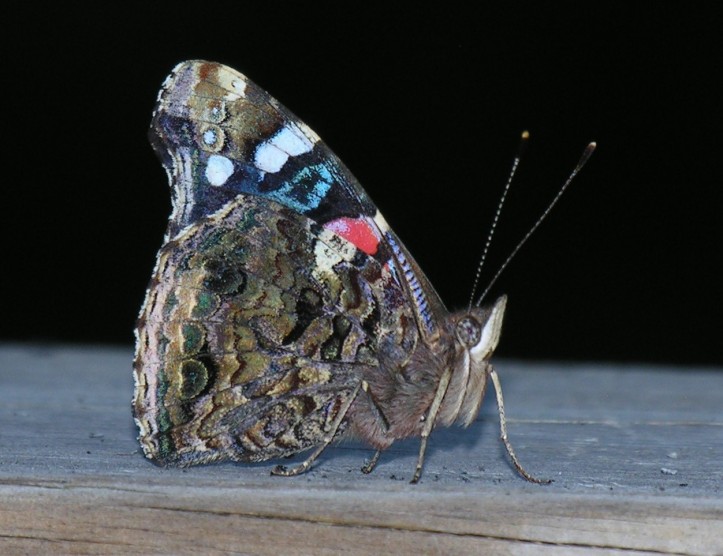red-admiral-2